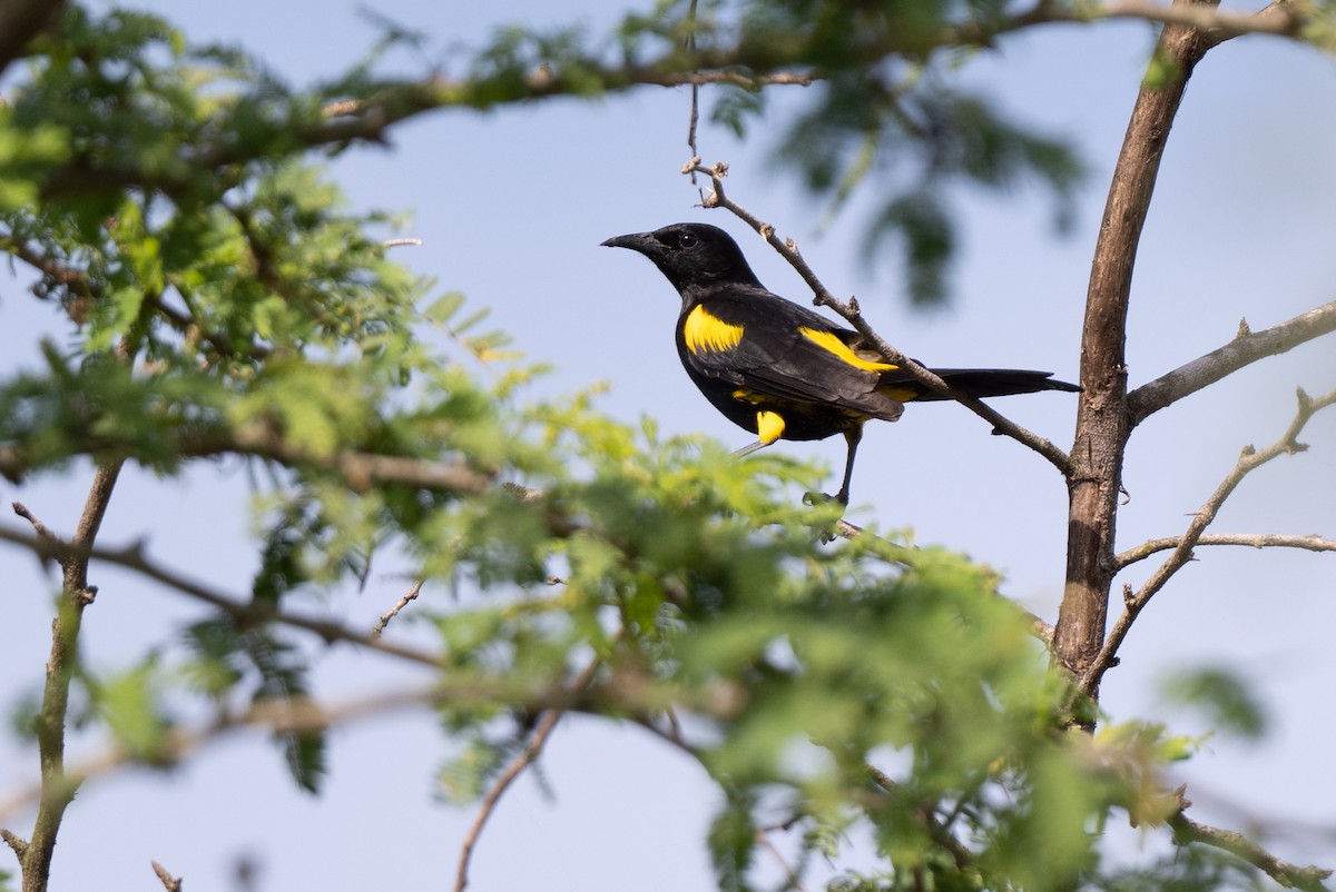 Hispaniolan Oriole - ML652297362