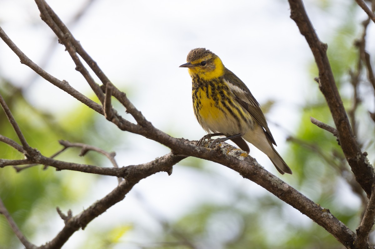 Cape May Warbler - ML652297365