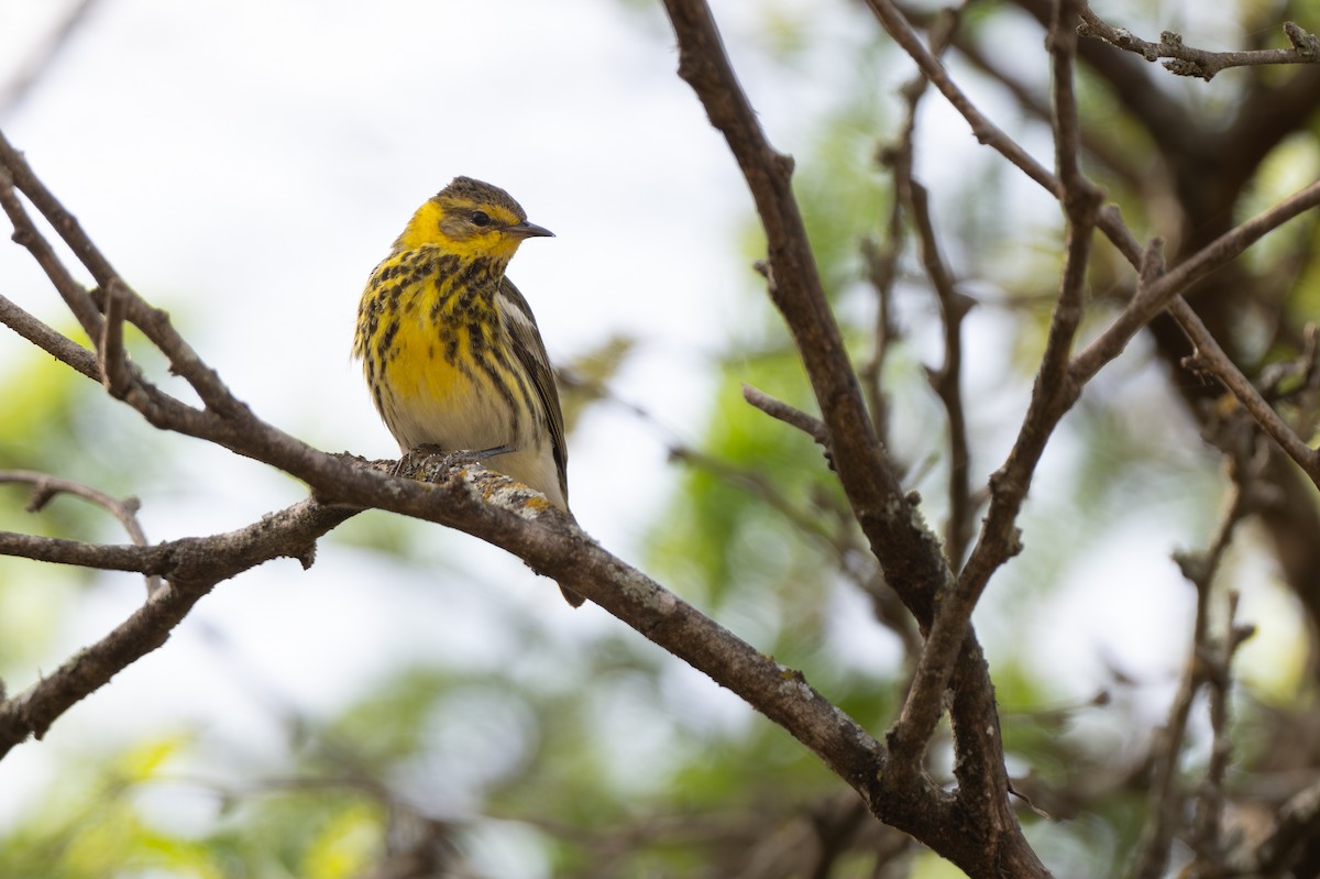 Cape May Warbler - ML652297366