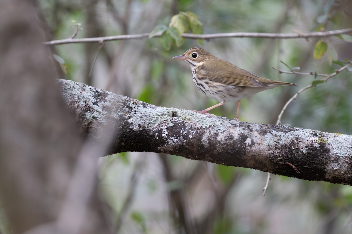 Ovenbird - ML652297377