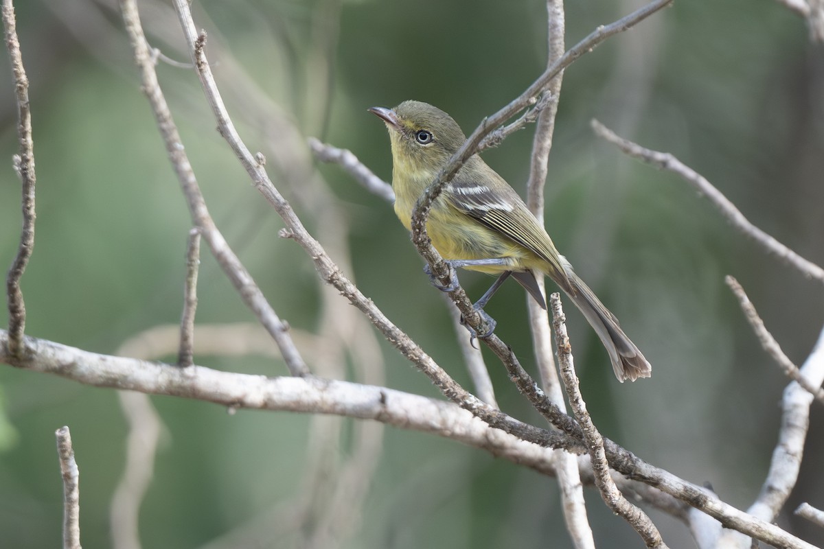 Flat-billed Vireo - ML652297397