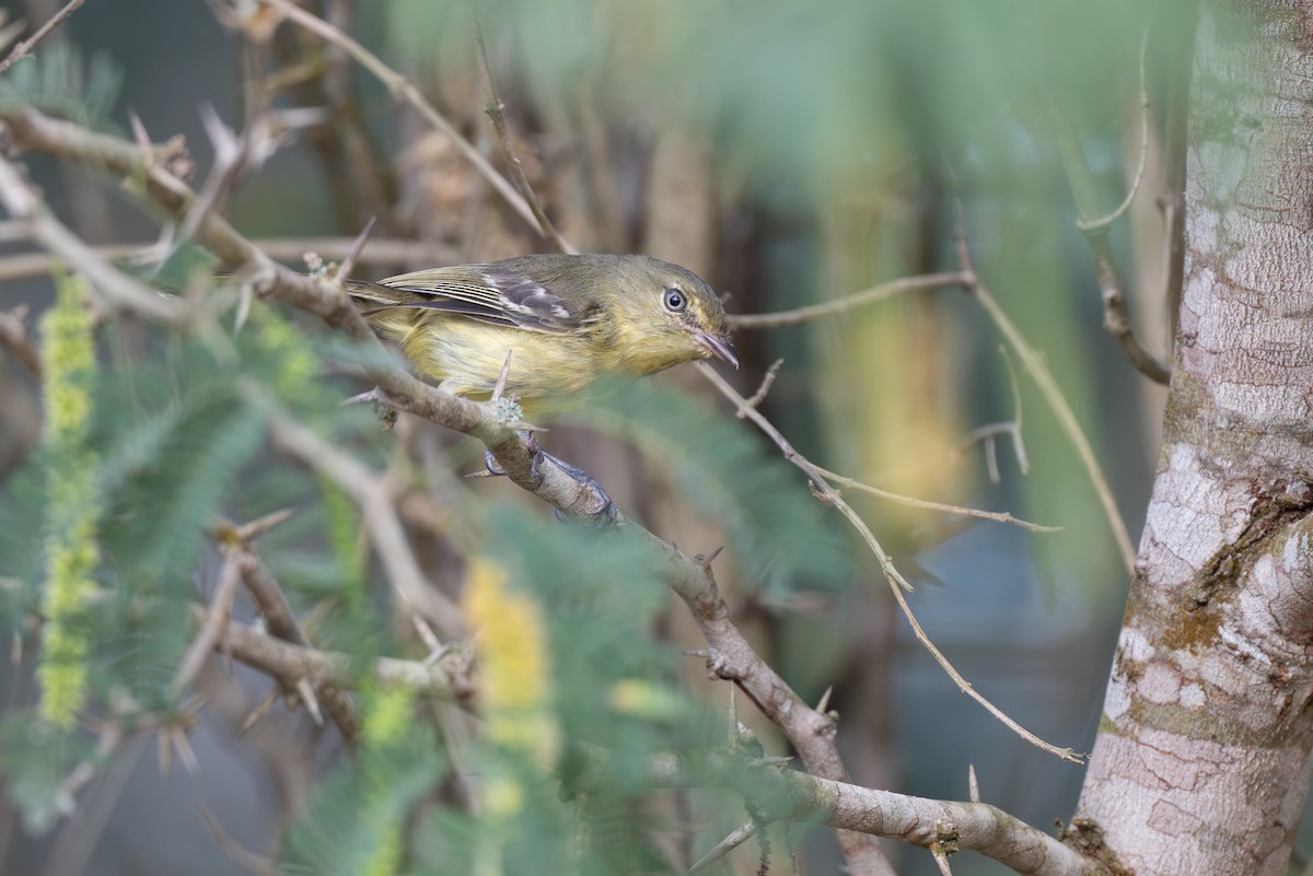 Flat-billed Vireo - ML652297402