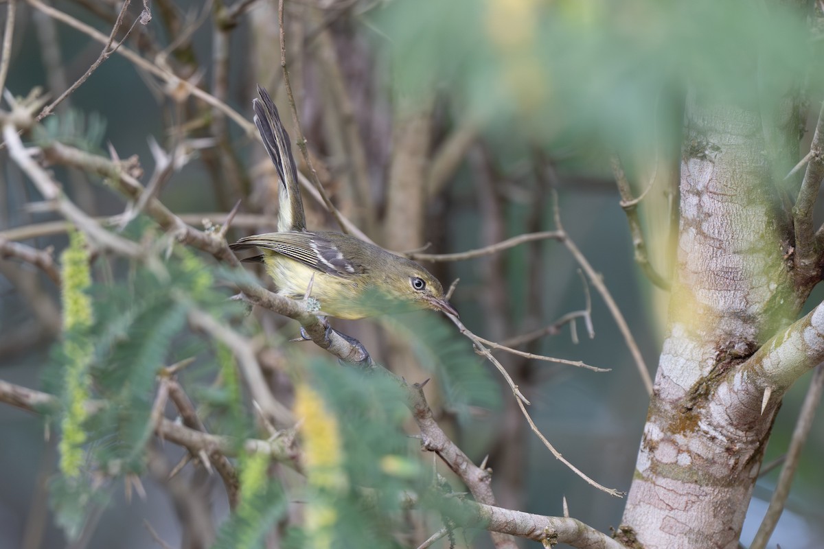 Flat-billed Vireo - ML652297403