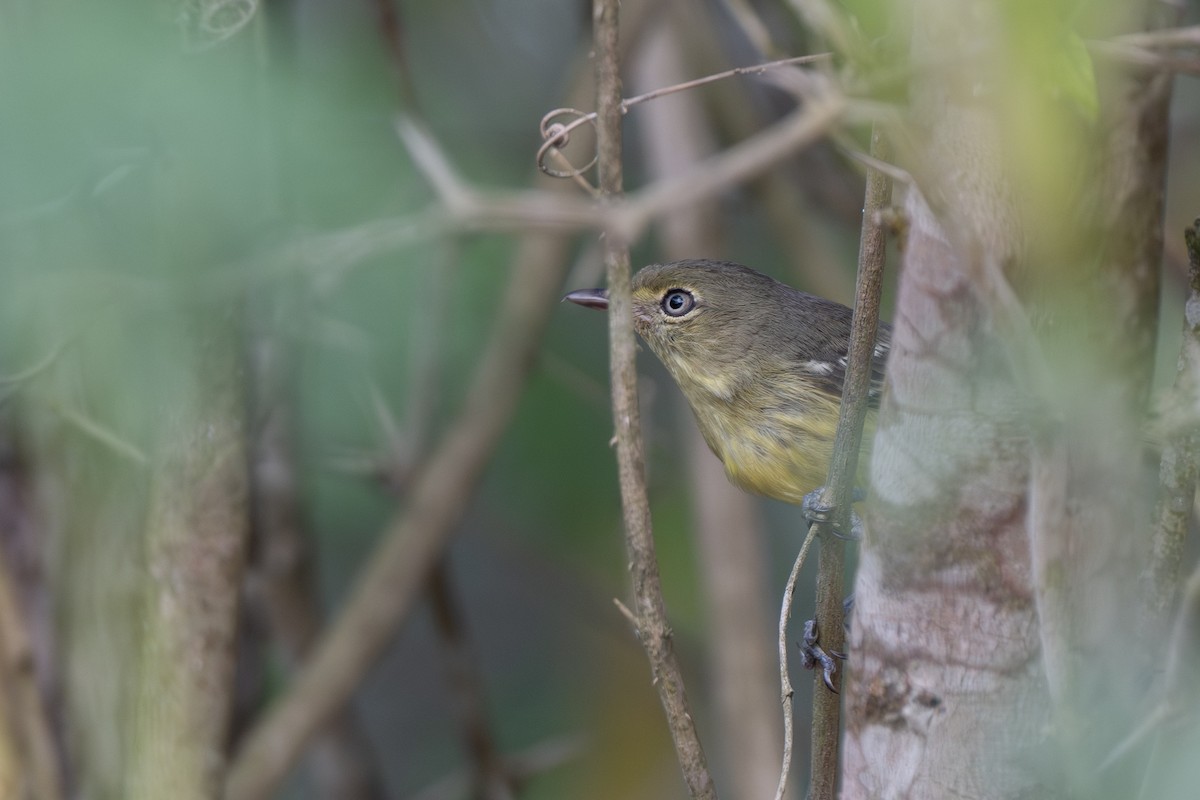 Flat-billed Vireo - ML652297411