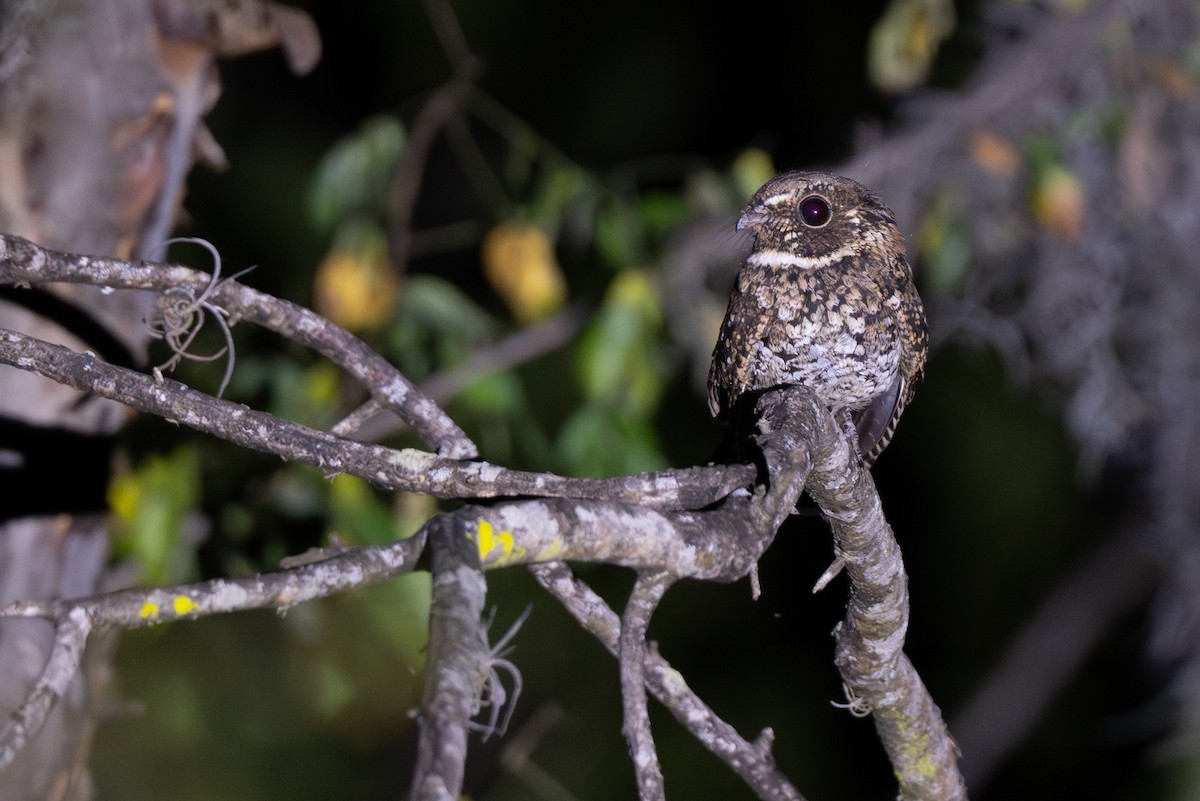 Least Pauraque - ML652297473