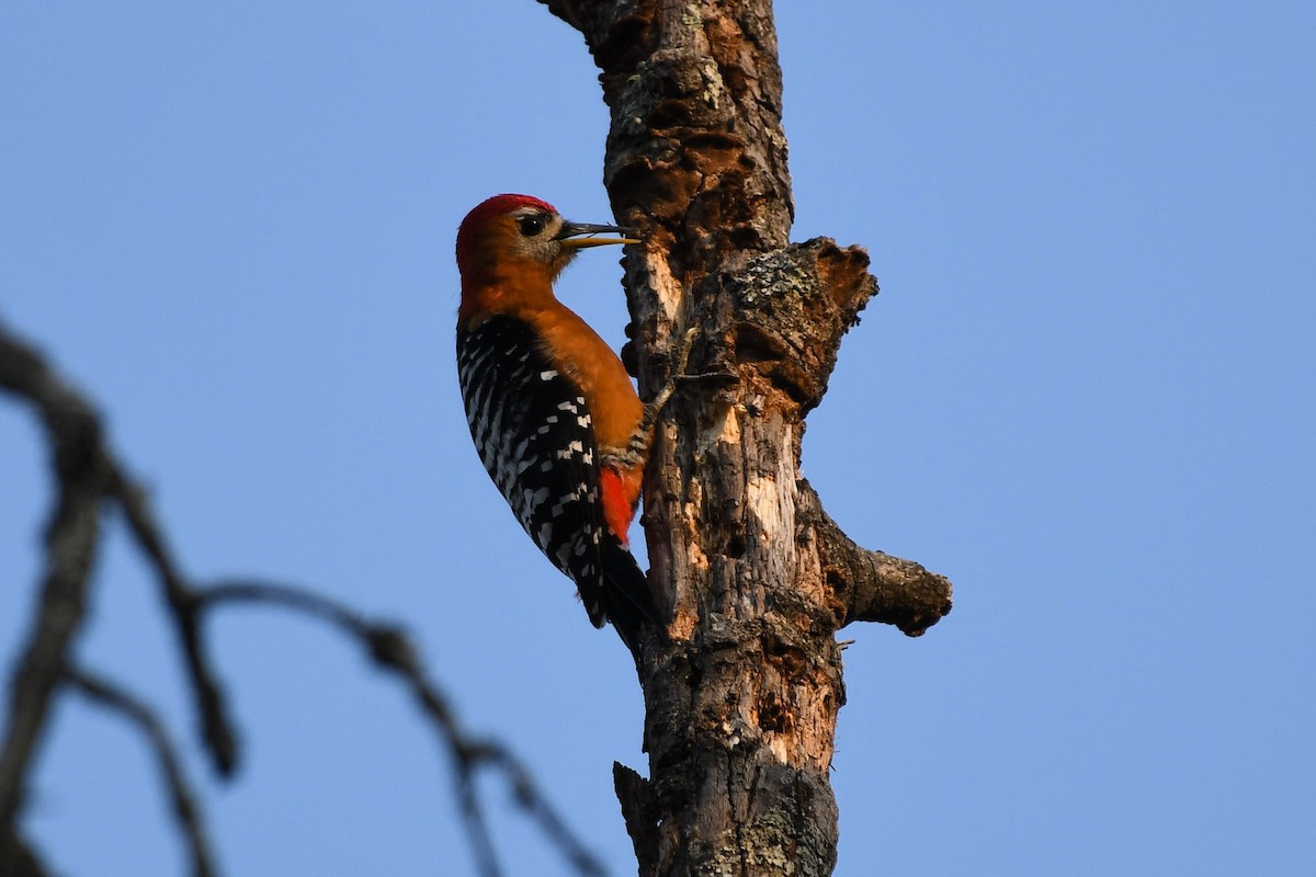 Бор хэвлийт тоншуул - ML652297548