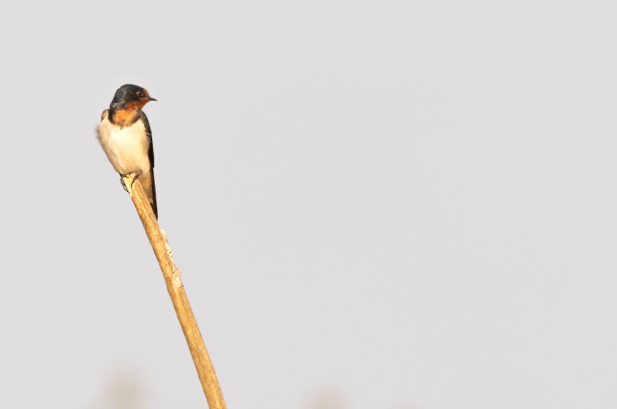 Golondrina Común - ML652297554