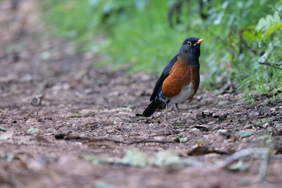 La Selle Thrush - ML652297557