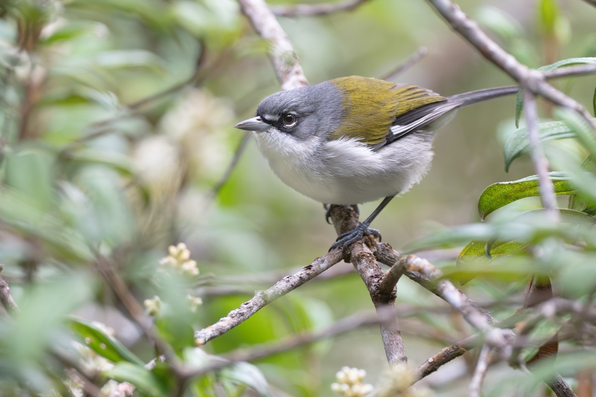 White-winged Warbler - ML652297567