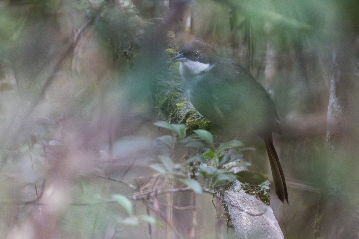 Western Chat-Tanager - ML652297569