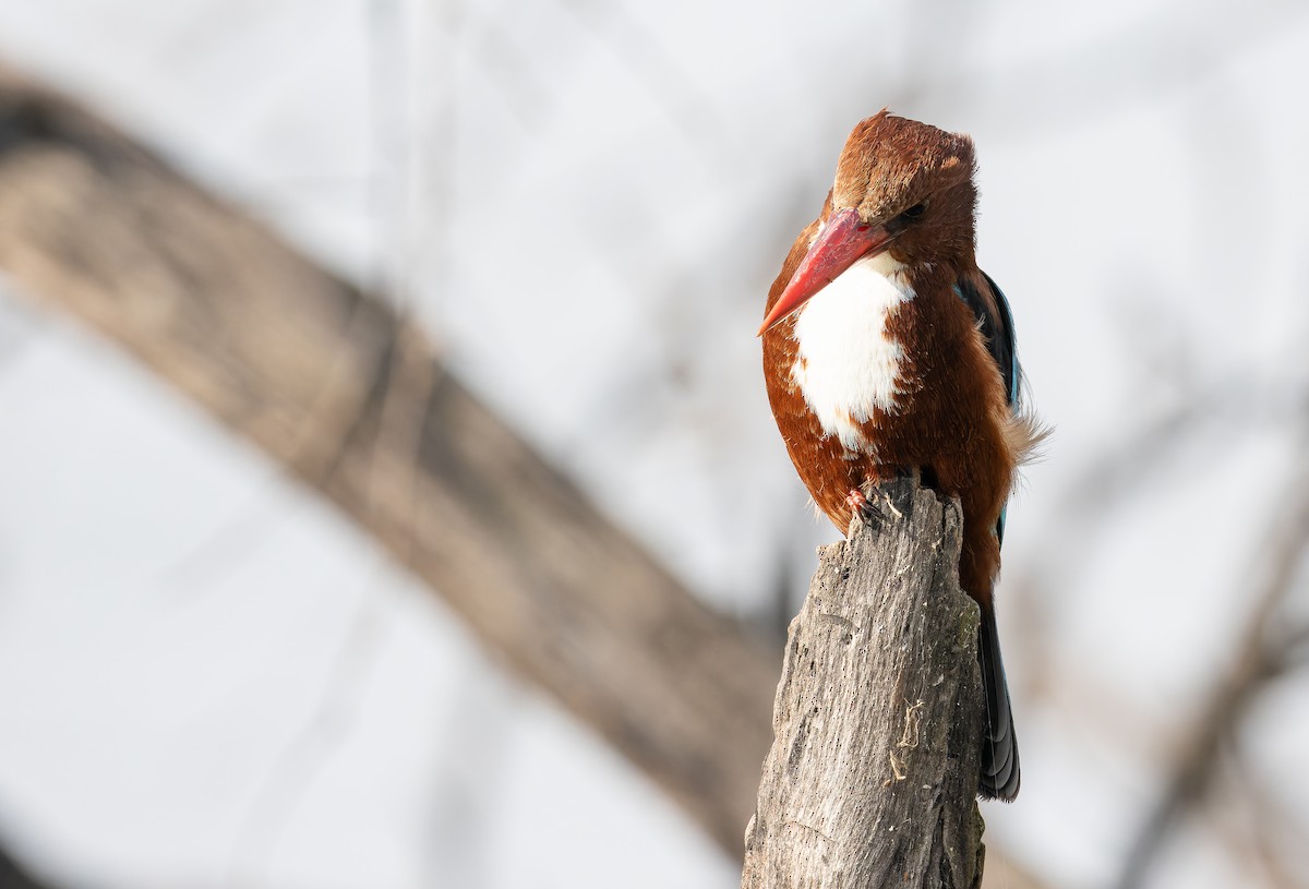 Alción de Esmirna - ML652297575