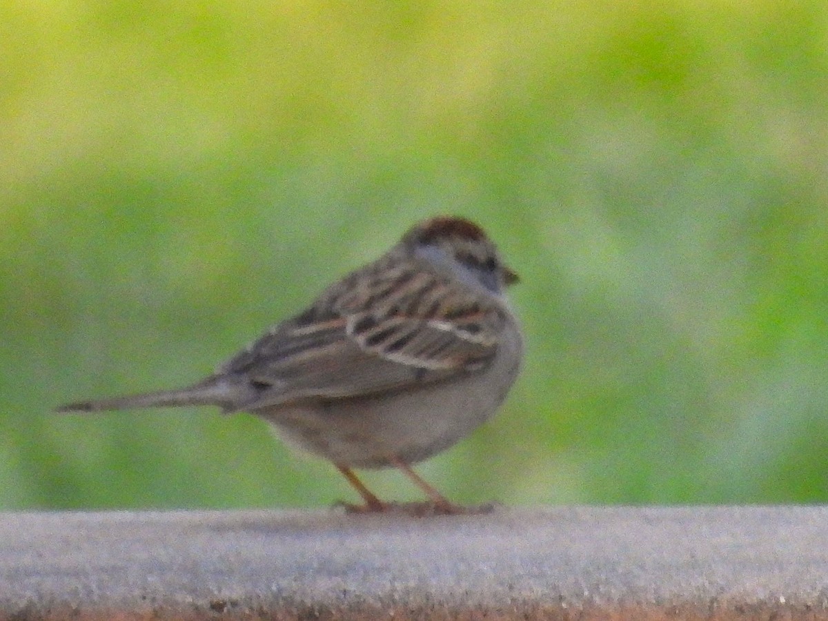 Chipping Sparrow - ML652297786