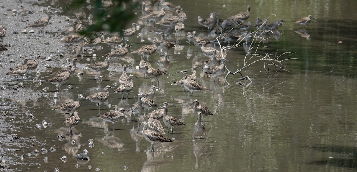 småspove - ML652297877