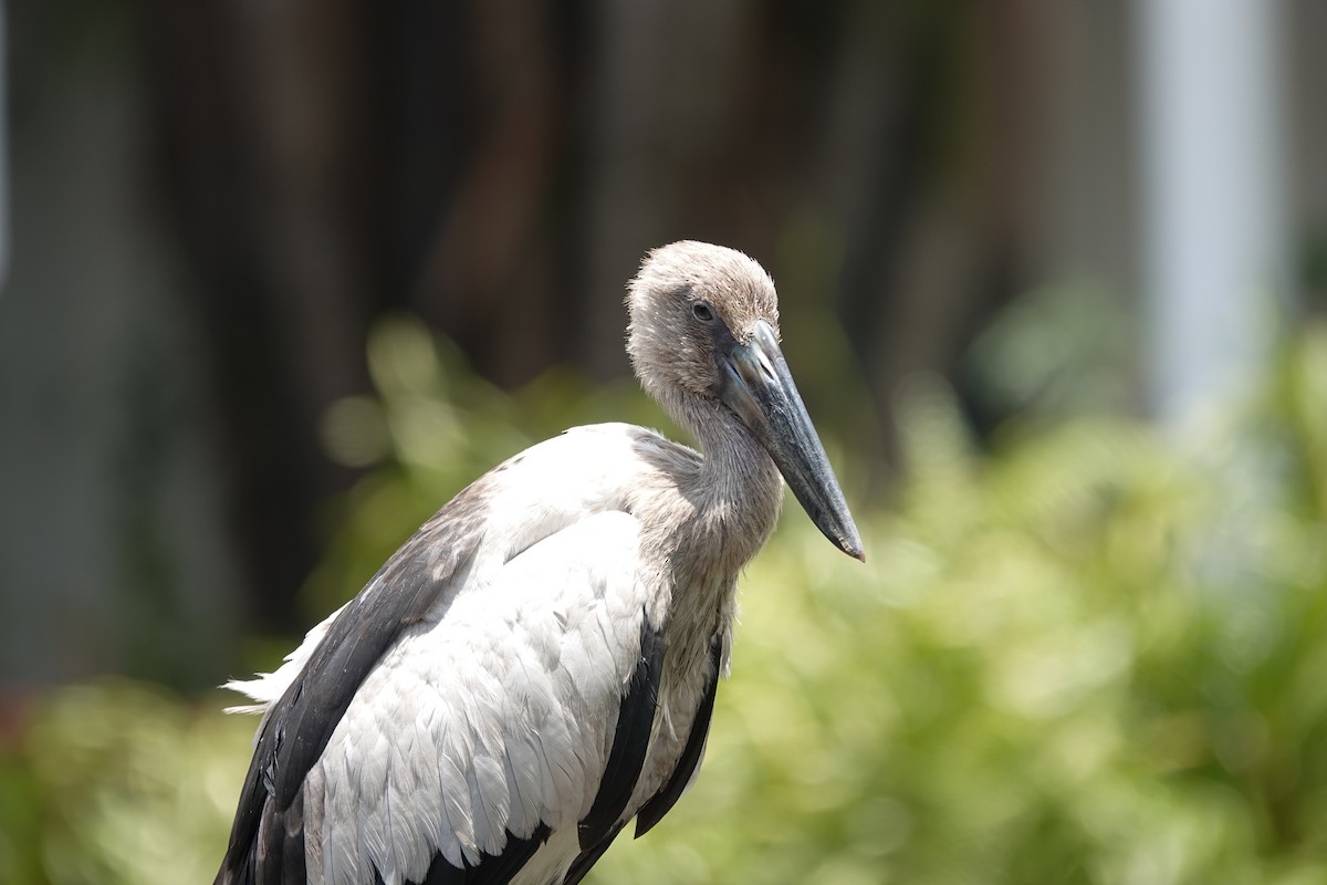 asiagapenebb - ML652297884