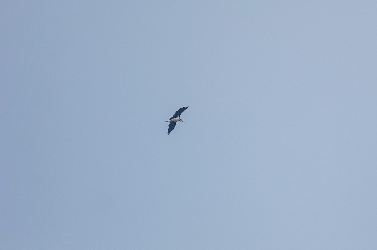 småadjutant - ML652297893