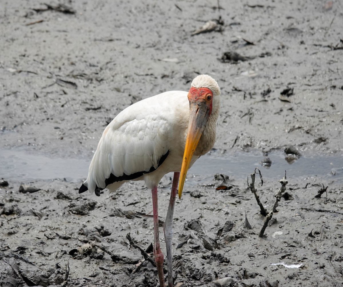 malaystork - ML652297900