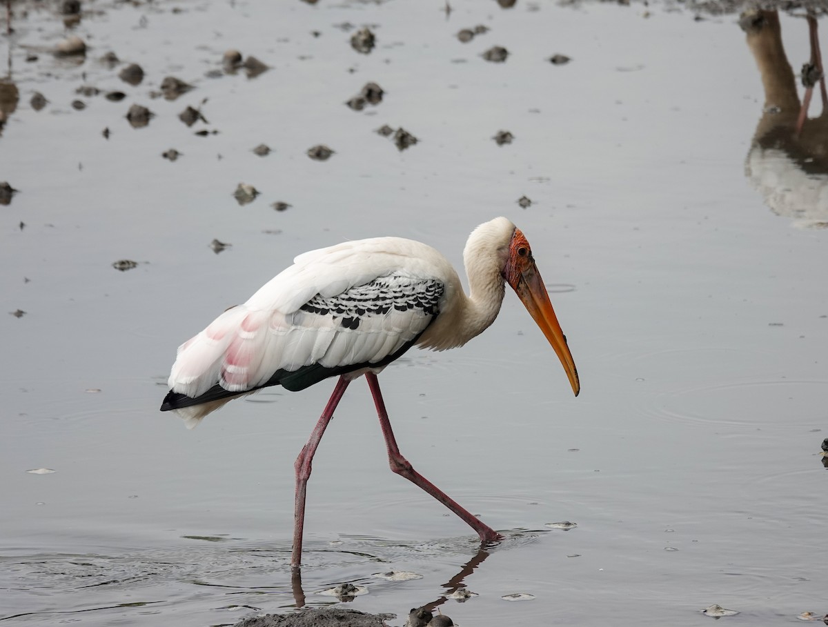 beltestork - ML652297903