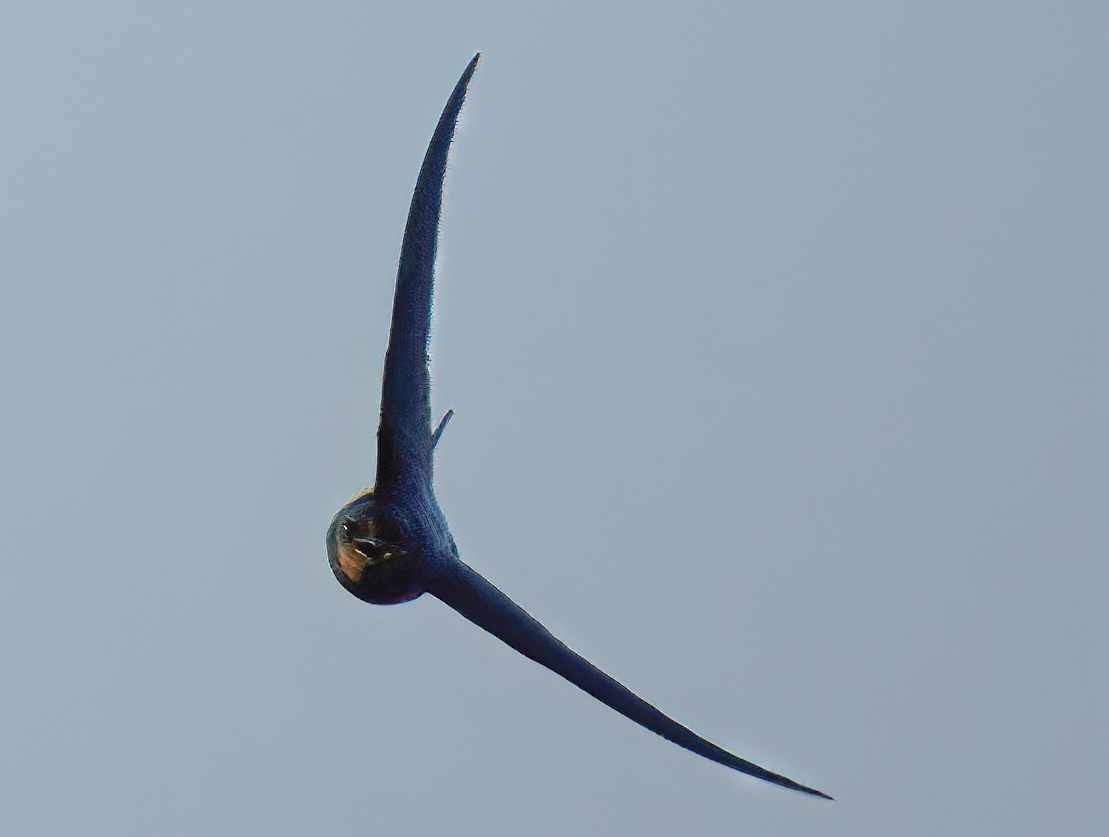 Golondrina Común - ML652298635