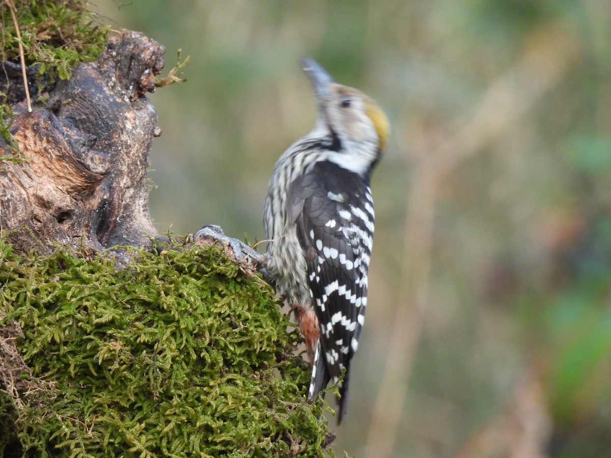 Brown-fronted Woodpecker - ML652298699