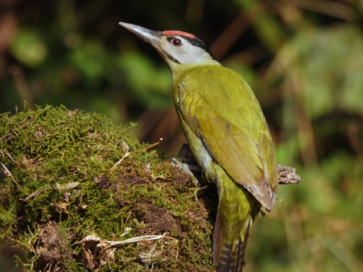 Gray-headed Woodpecker - ML652298703