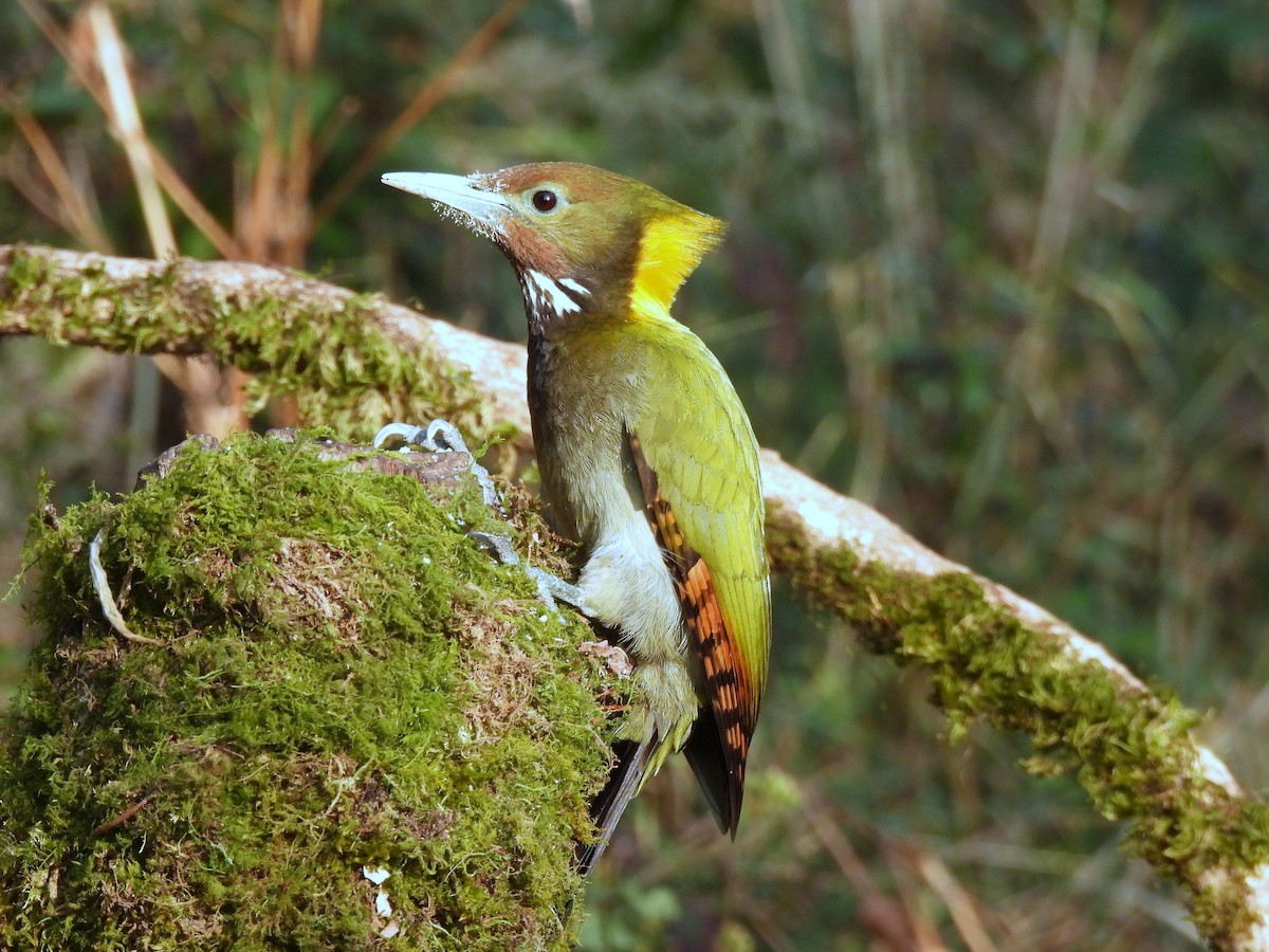 Greater Yellownape - ML652298705