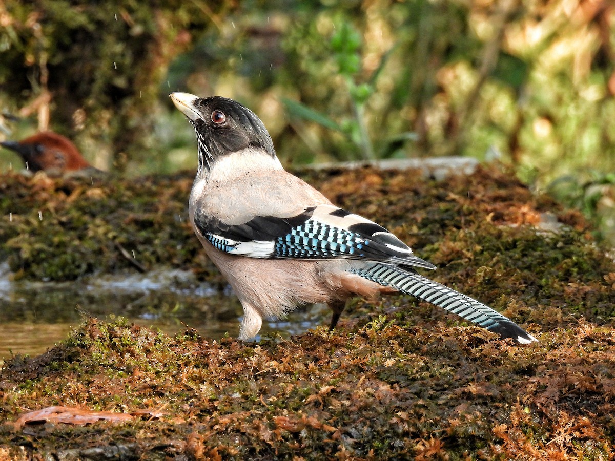 Black-headed Jay - ML652298707