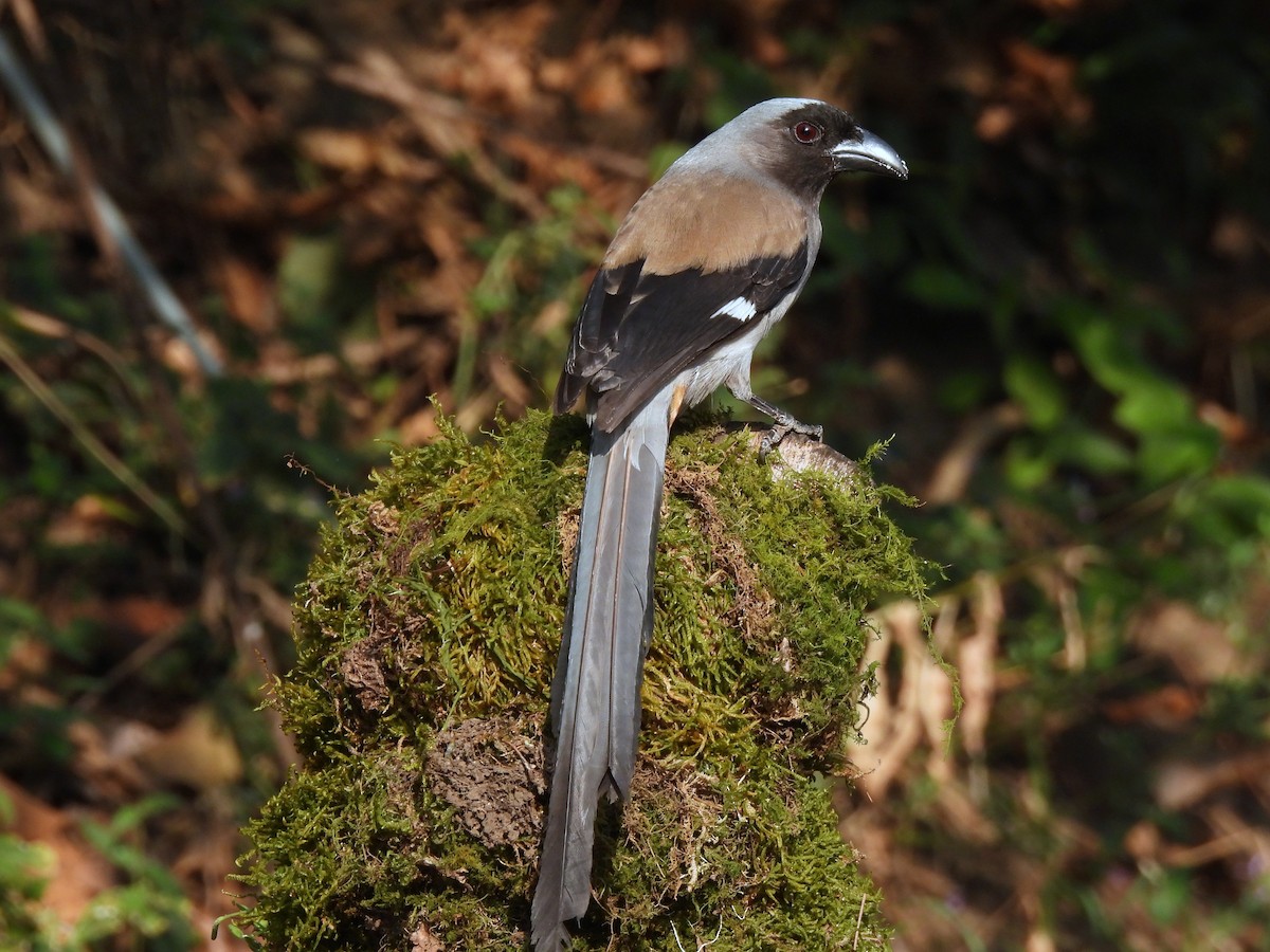 Gray Treepie - ML652298708