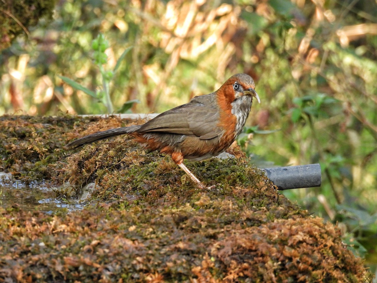 Rusty-cheeked Scimitar-Babbler - ML652298710