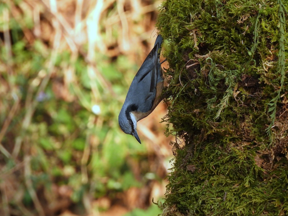 Chestnut-bellied Nuthatch - ML652298717
