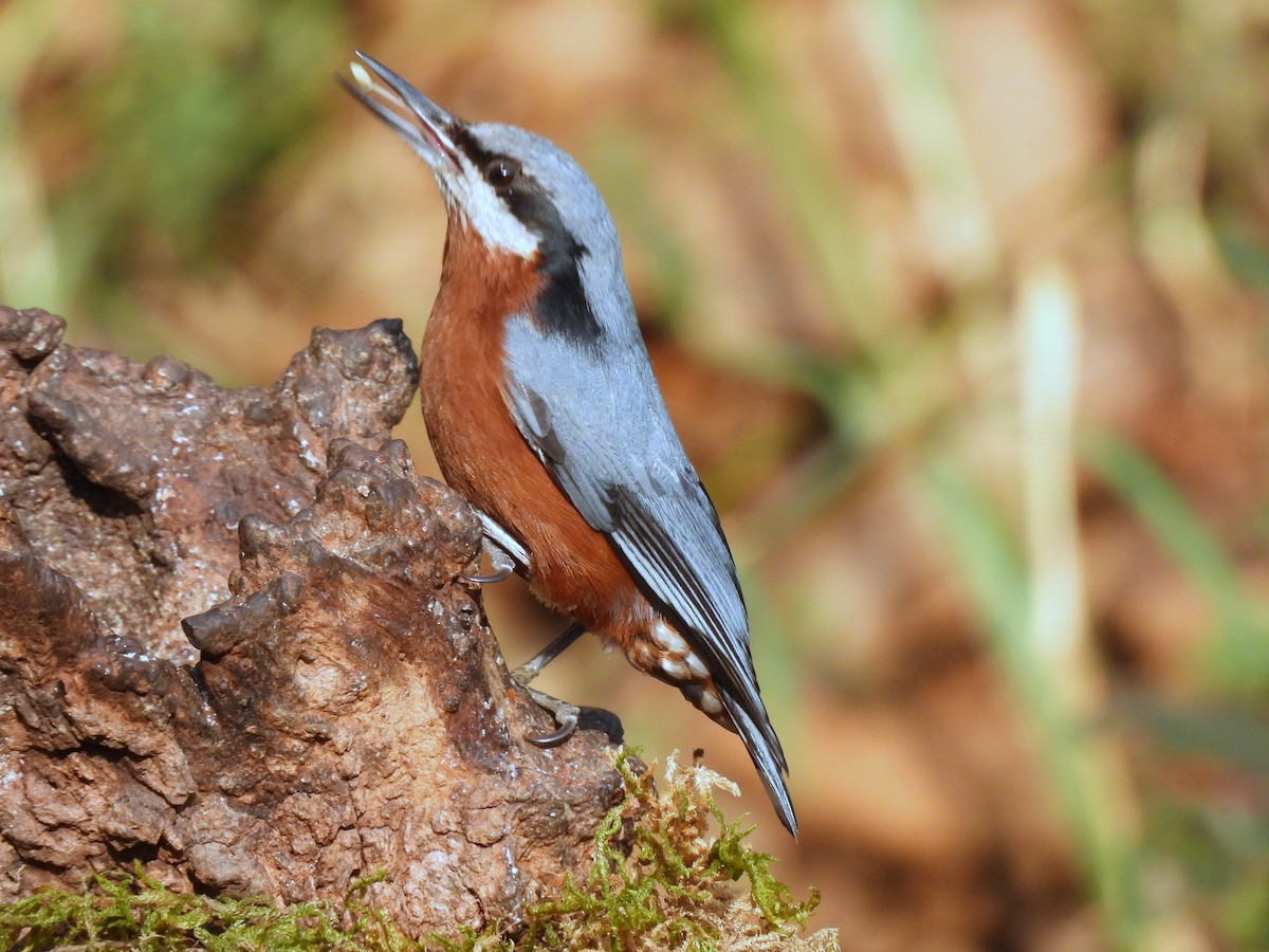 Chestnut-bellied Nuthatch - ML652298718