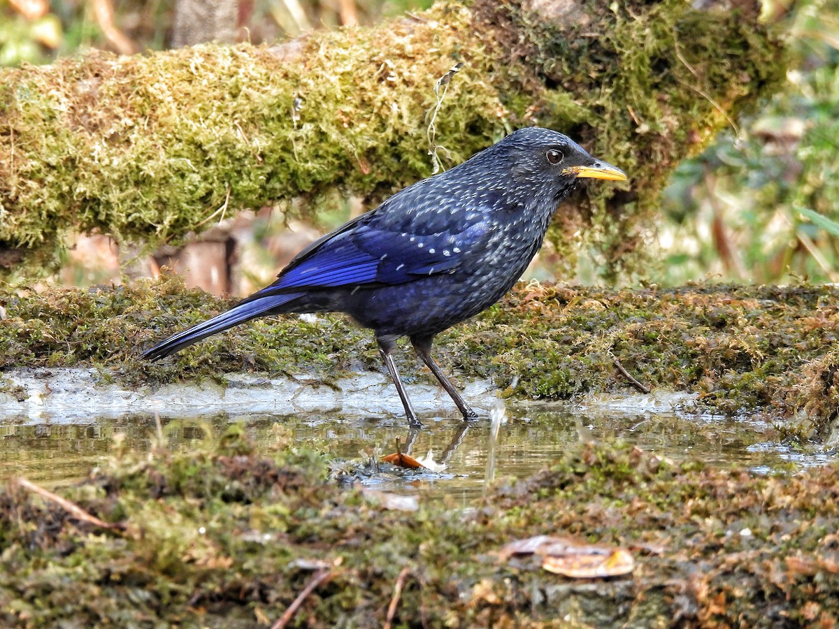 Blue Whistling-Thrush - ML652298736