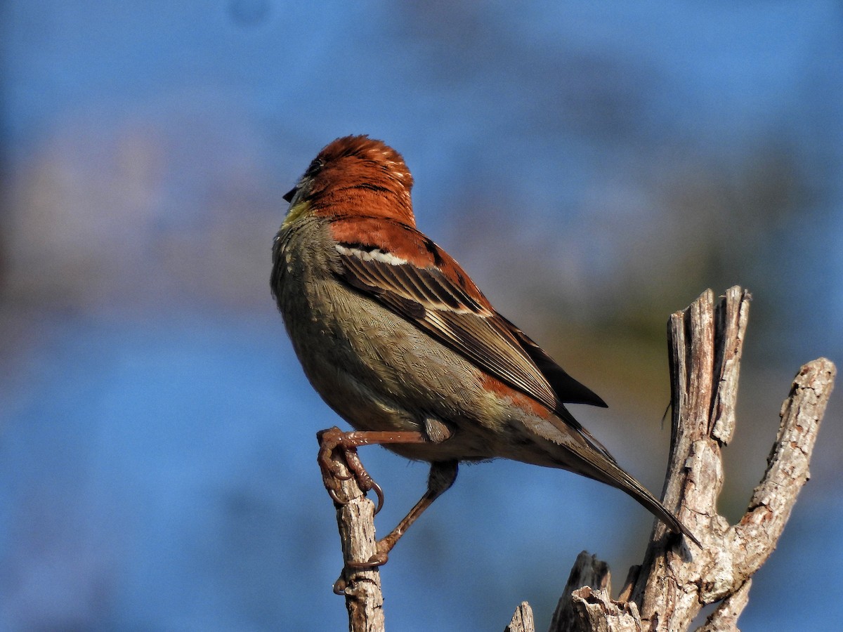 Russet Sparrow - ML652298737