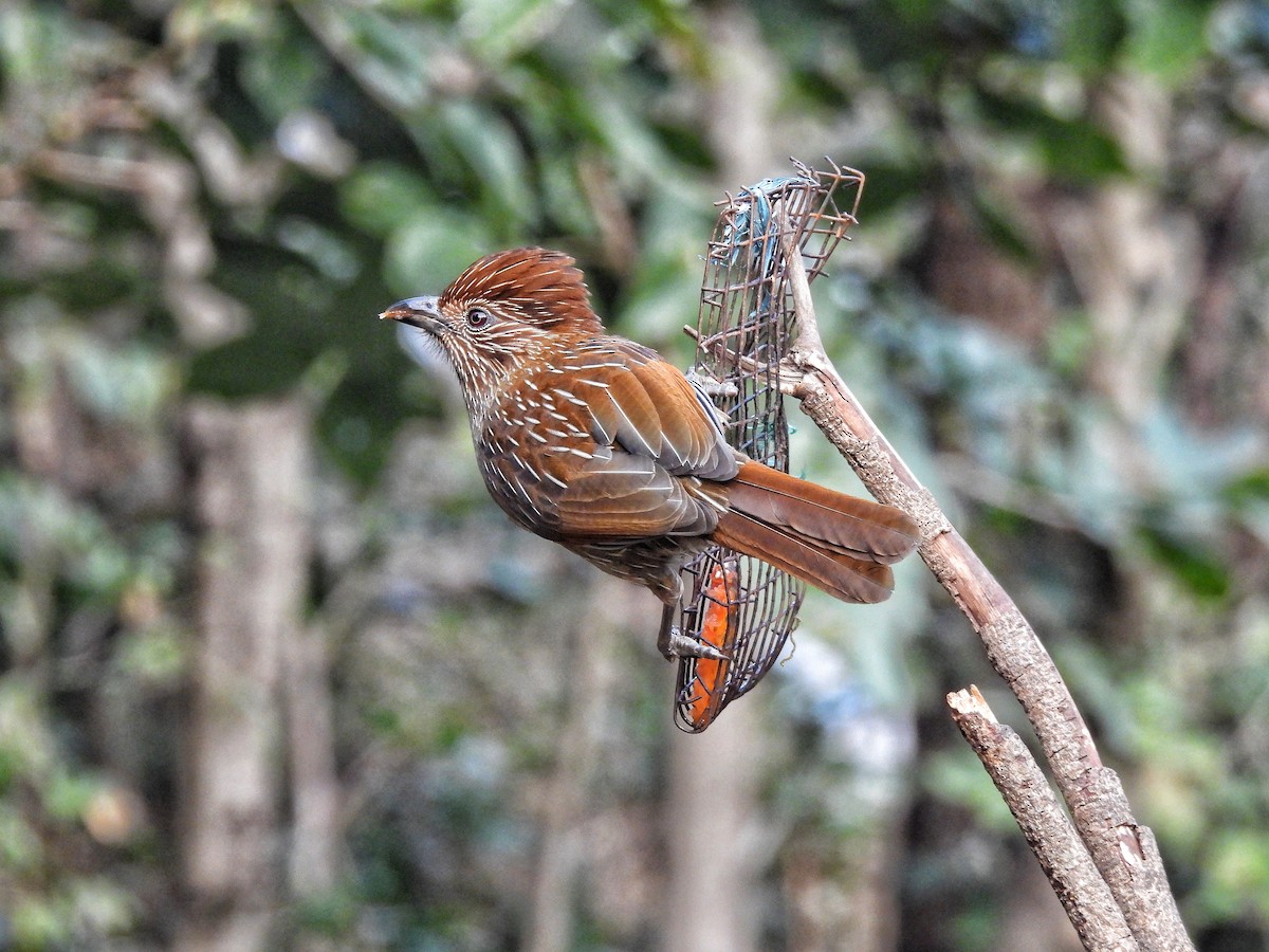 Striated Laughingthrush - ML652298744