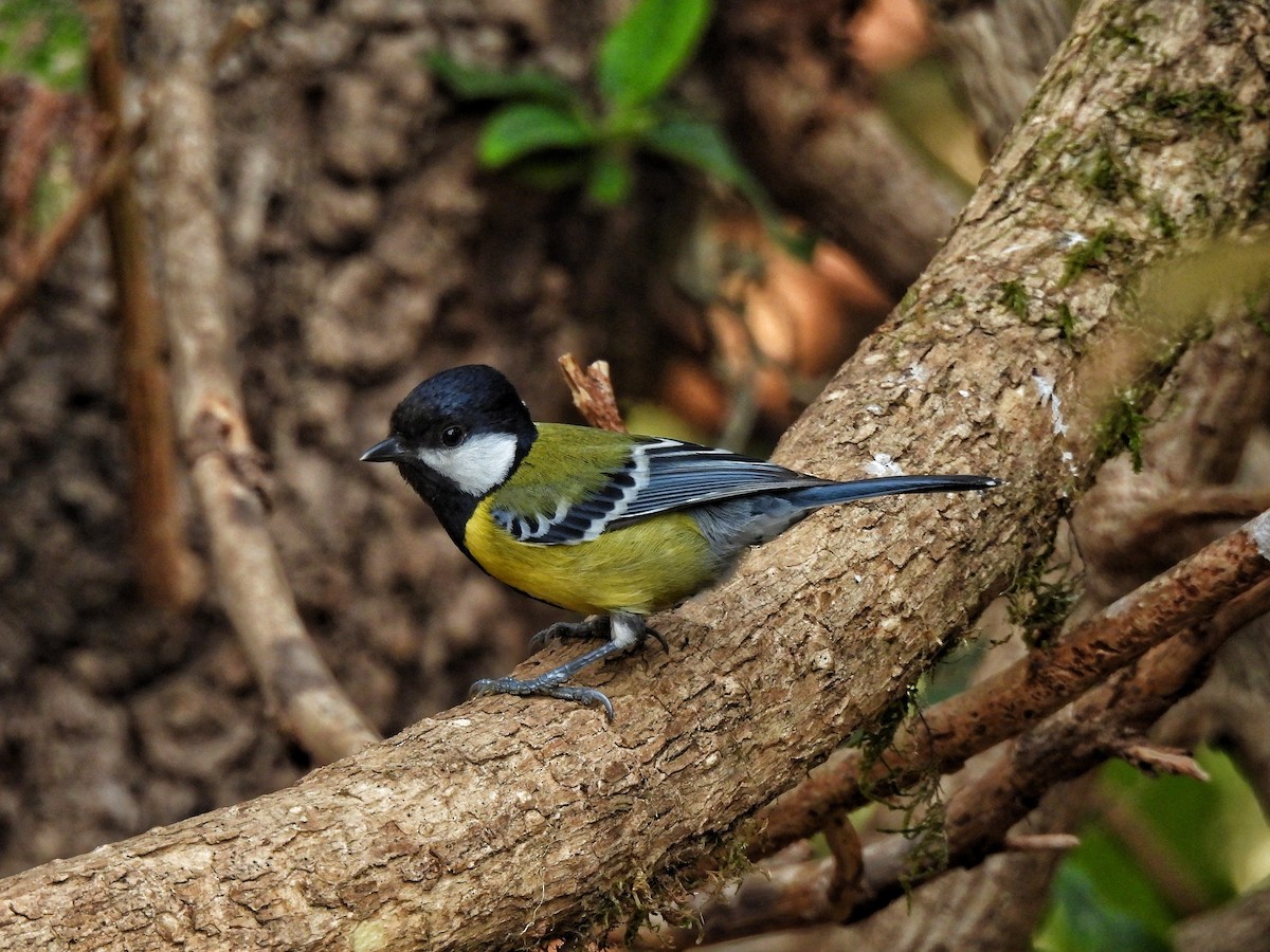 Green-backed Tit - ML652298765