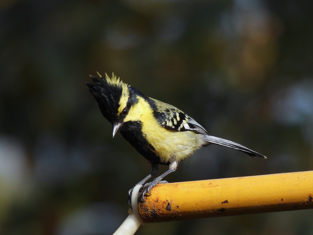 Himalayan Black-lored Tit - ML652298768