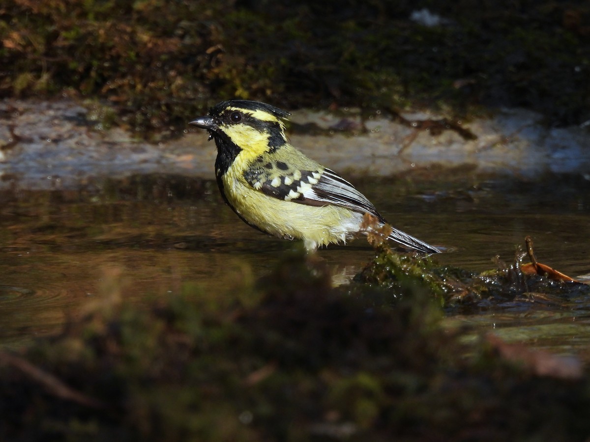 Himalayan Black-lored Tit - ML652298769