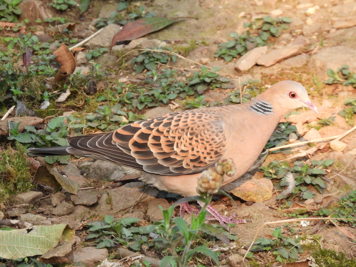 Oriental Turtle-Dove - ML652298797