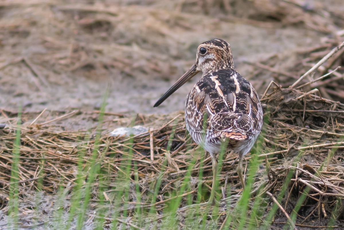 Wilson's Snipe - ML65229901