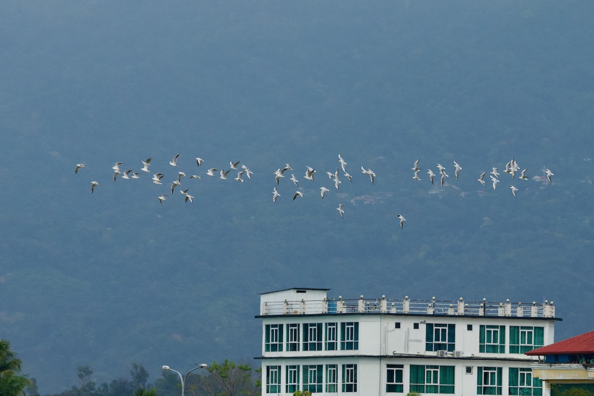 Black-headed Gull - ML652299493
