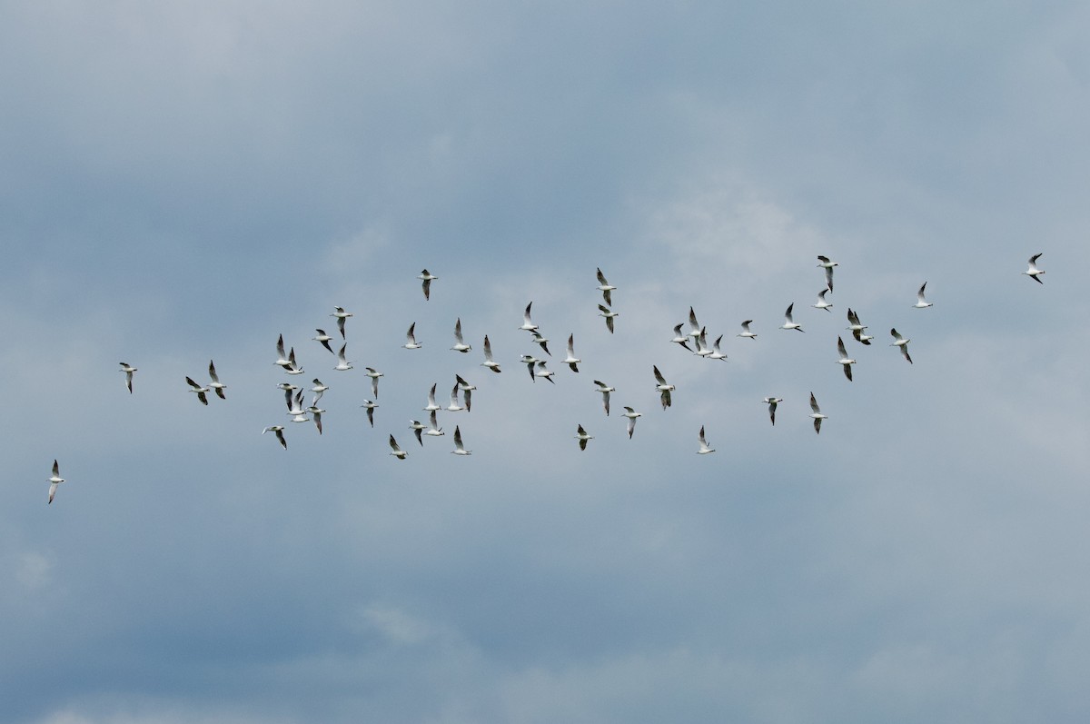 Black-headed Gull - ML652299494