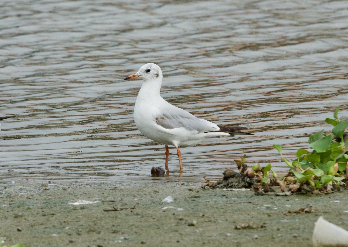 Black-headed Gull - ML652299497