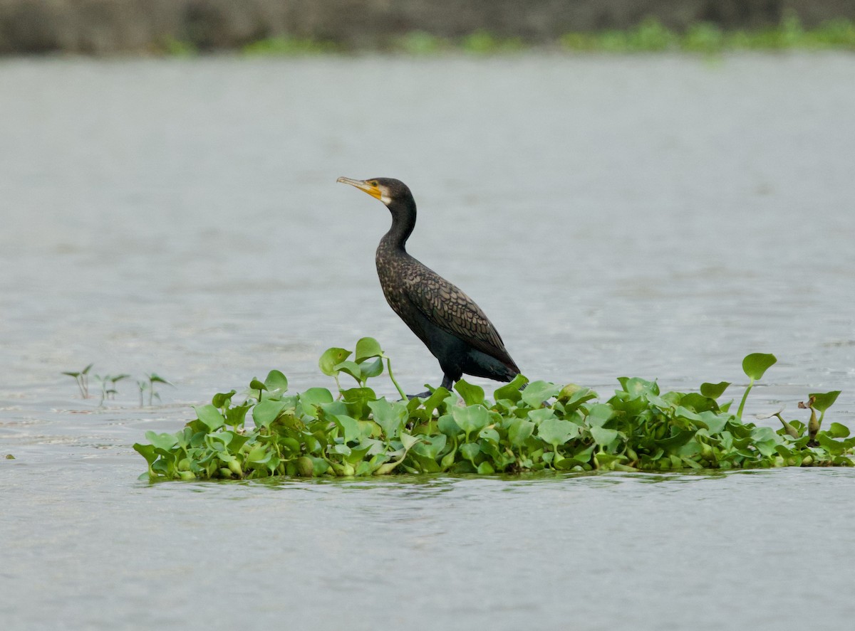 Great Cormorant - ML652299500