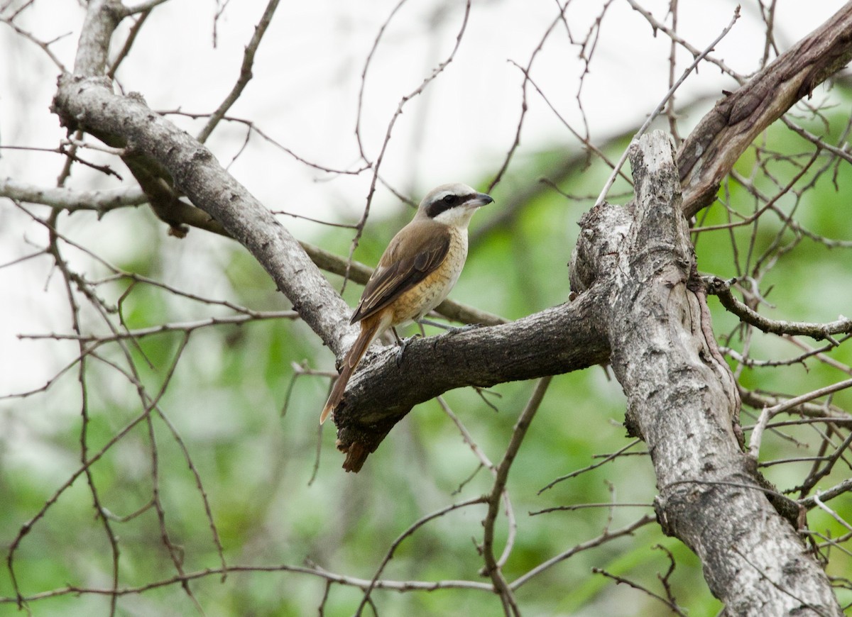 Brown Shrike - ML652299514