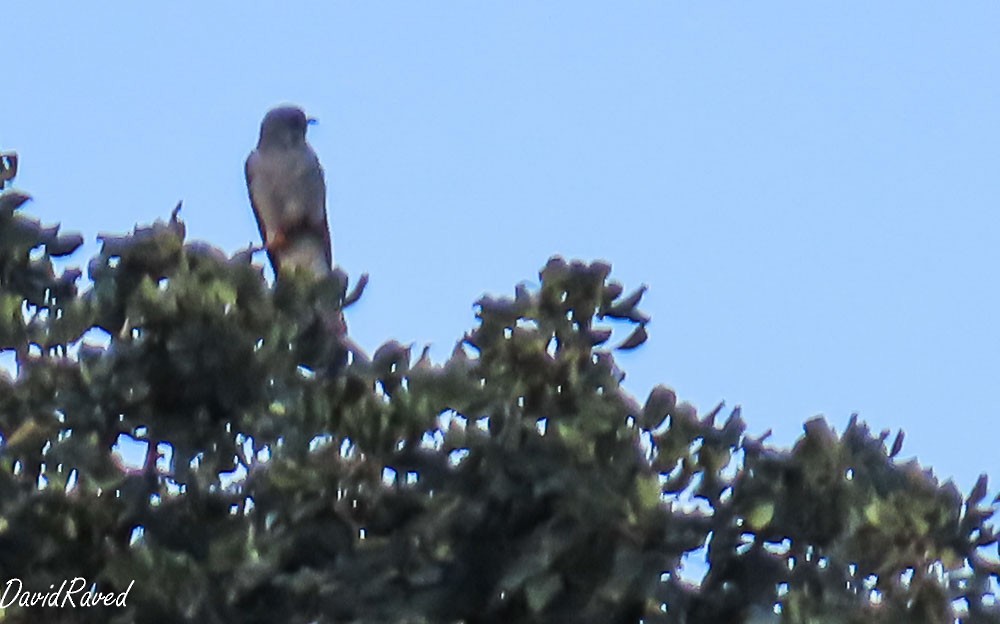 Common Cuckoo - ML652299639