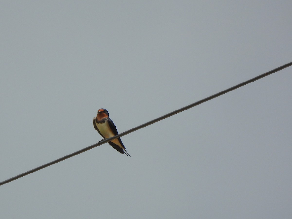 Golondrina Común - ML652300307