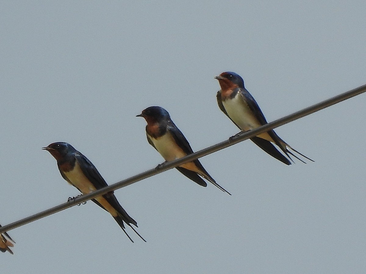 Golondrina Común - ML652300308