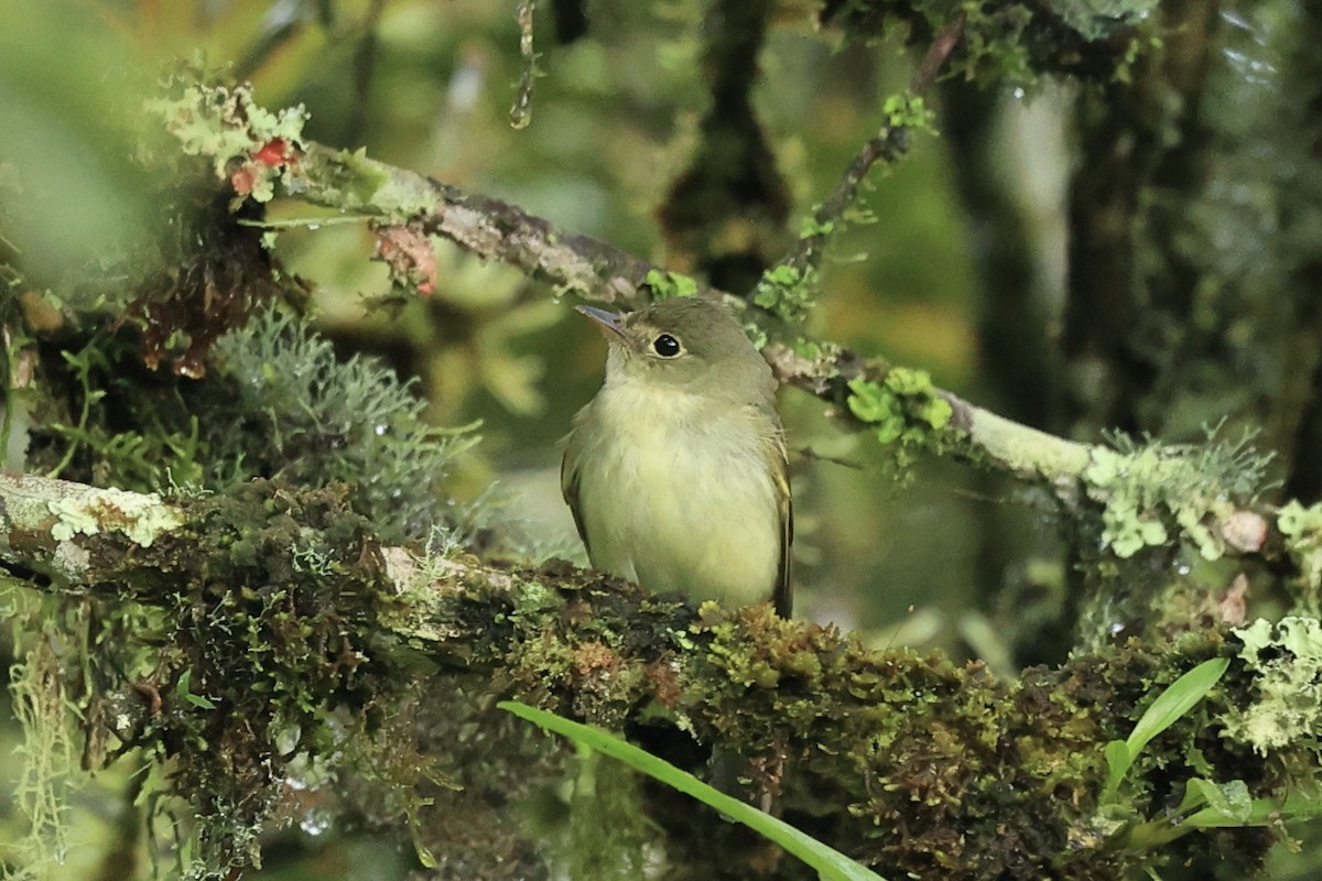 Восточный мухолов - ML652300420