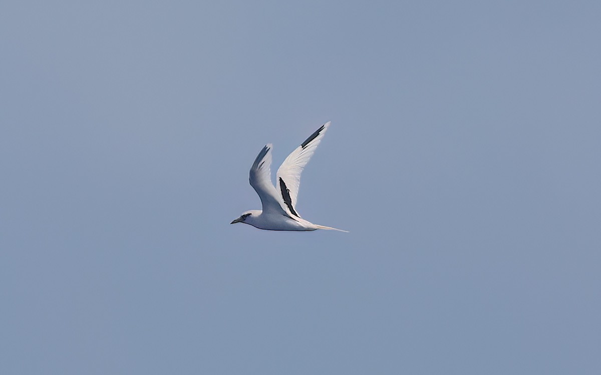 White-tailed Tropicbird (Pacific) - ML652300619