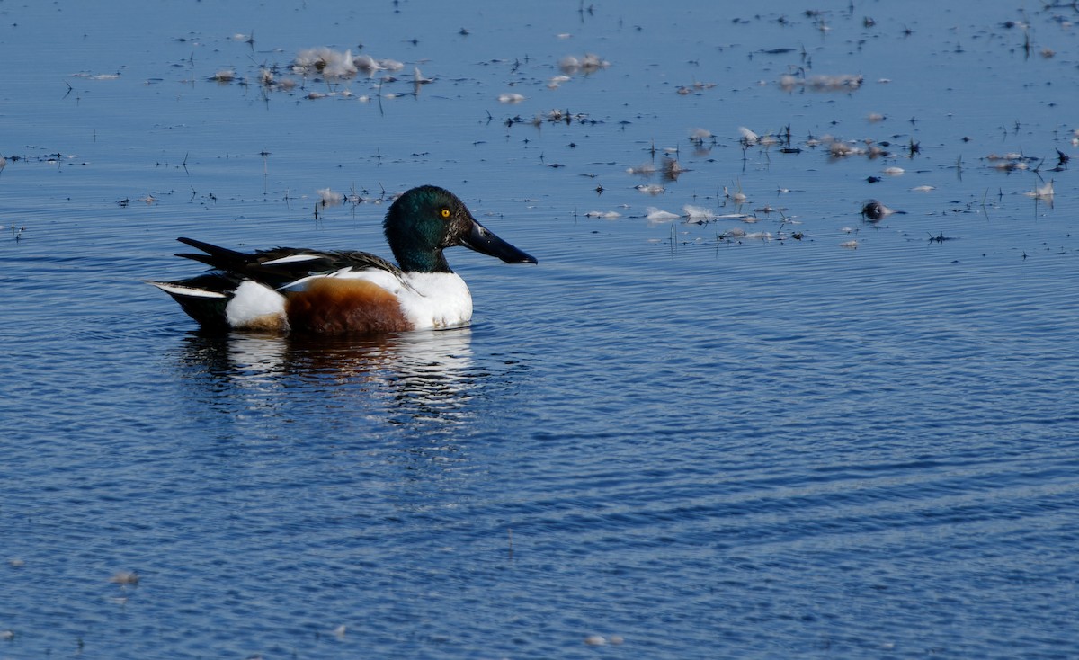 Northern Shoveler - ML652300937