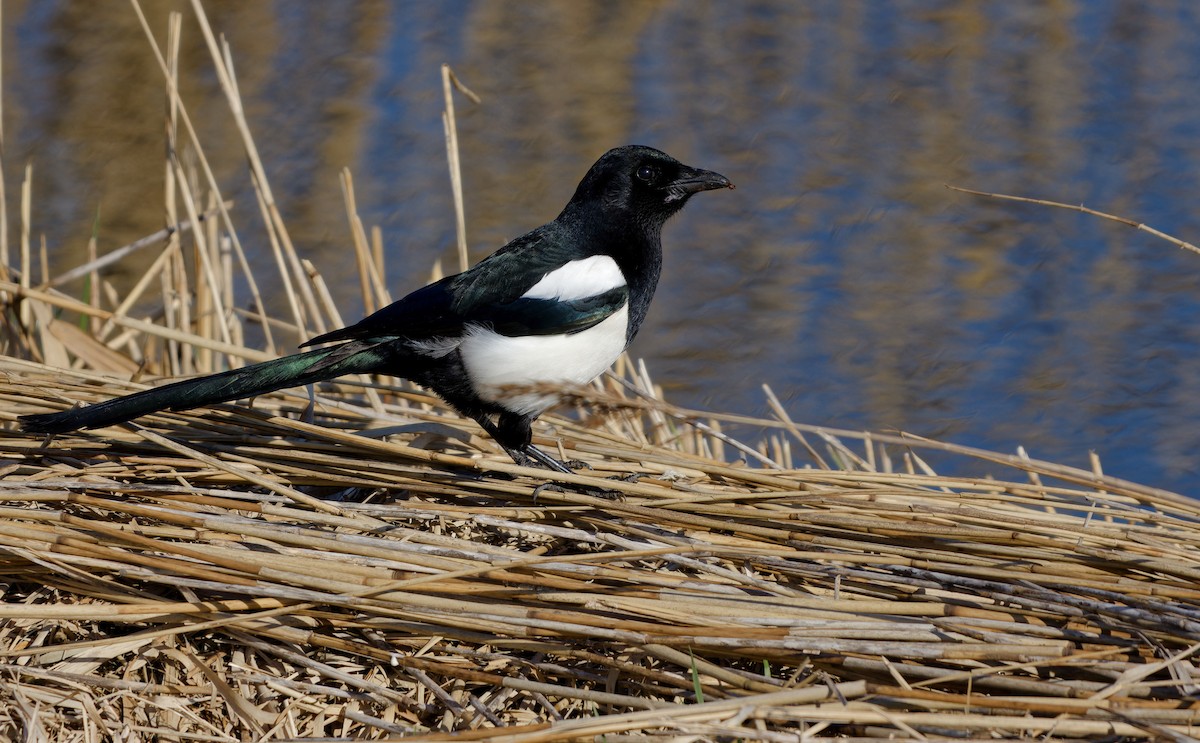 Eurasian Magpie - ML652300939